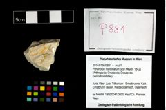 Foto (Objekt + Etikett) von Pithonoton marginatum (von Meyer, 1842)  (NHMW-GEO-2014-0194-0881)